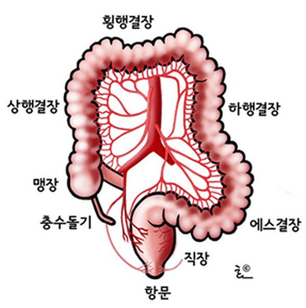 대장 해부도 — 맹장과 충수돌기의 위치