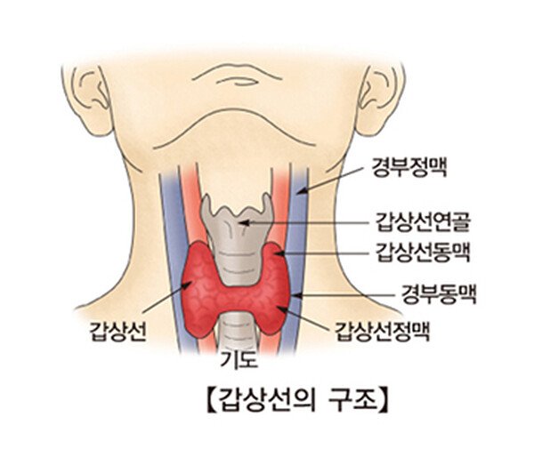 갑상선의 구조 — 갑상선연골, 갑상선, 경부동맥과 경부정맥, 기도의 위치